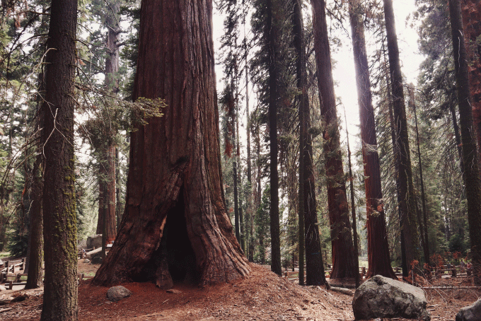 usa on the road sequoia national park conosco un posto