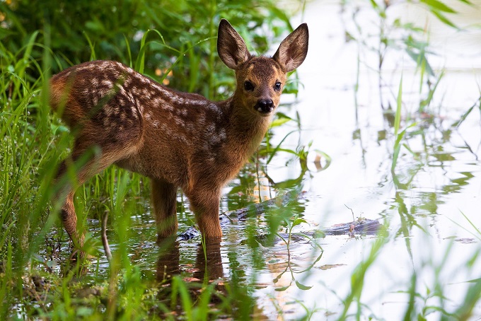 parchi con animali lombardia